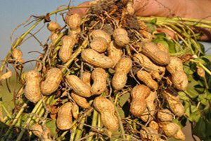 Hatay`da Yer Fıstığı Hasadı Başladı