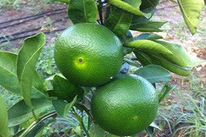 Yılın İlk Narenciye Ürünü Early Cinsi Mandalina, Dalında 1 TL`ye Satıldı