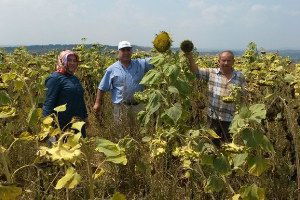 Trakya`da Ayçiçeği Veriminde Düşüş Beklentisi