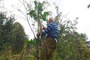 Rizeli Çiftçi 3,5 Metrelik Kara Lahana Yetiştirdi