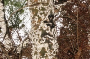 Çam Biti Bal Üretimini Artırıyor