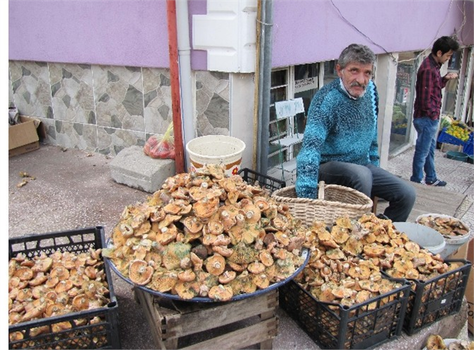 Melki Mantarı Gelir Kaynağı Oldu