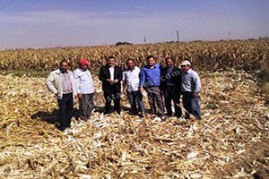 Mısırda Dane Kaybı Kontrolleri Devam Ediyor