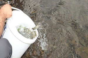 `Abant Alası` Üretimi İçin Anaç Alabalık Toplandı