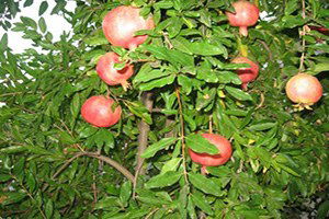 Adıyaman`da Bereketli Nar Hasadı