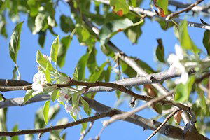 Ağaçlar Sonbaharda Çiçek Açtı