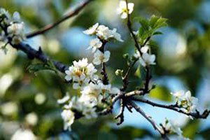 Akseki`de Erik Ağacı Çiçek Açtı