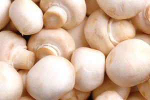 Ankara 636 Ton Kültür Mantarı Üretti