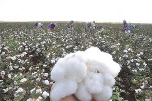 Antalya`da Pamuk Hasadı Başladı