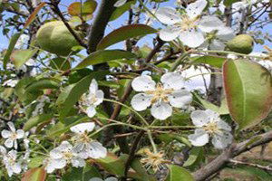 Bodrum`da, Armut ve Erik Ağaçları Sonbaharda Çiçek Açtı