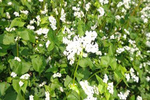 Itri ve Tıbbi Bitkiler` Çiftçiye Yeni Gelir Kapısı Olacak