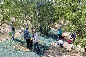 Badem, Adıyamanlı çiftçinin umudu oldu