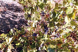 Bağlar Bozuldu, Pekmezler Kaynıyor