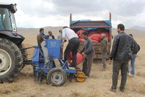 Başkale`de 4 Ton Sarımsak Ekildi