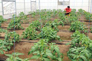 Bayburt`ta Tarım Projesi!