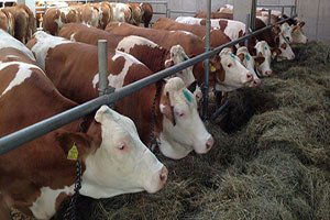 Besilik Hayvan İthalatında Azalma