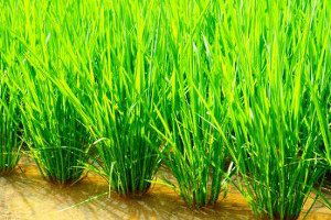 Biga`da Çeltik Üretiminde Artış