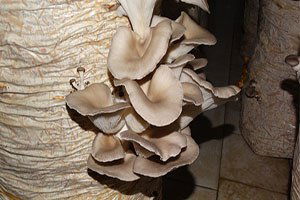 Bilecik`te Kayın Mantarı Yetiştiriciliği Kursu Başlıyor