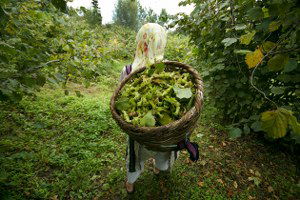 Türkiye`nin 1 Milyon Ton Fındık Üretim Hedefi