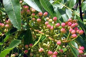 Hizanlı Üreticiye `Fıstık` Gibi Gelir