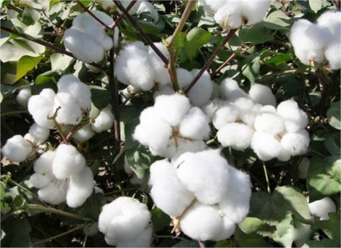 Ege`de Pamukta Rekolte Tahmini