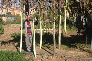 Boyları 2.5 Metreyi Bulan Kabaklar Dikkat Çekiyor