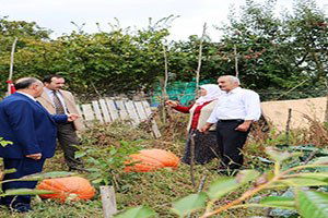 Bu Balkabağı Tam 80 Kilo