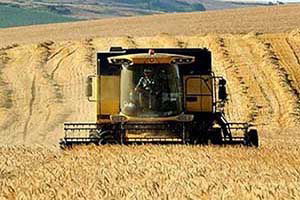 Yıllık Buğday Rekoltesi 21 Milyon Ton