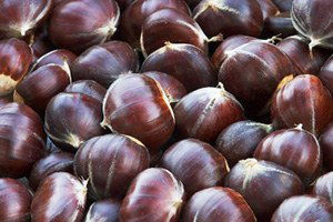 Bursa Kestanesi Cep Yakacak