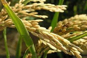 Çankırılı Üreticiler, Çeltik Veriminden Memnun