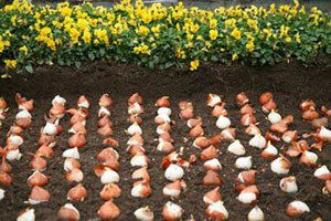 Çaycuma`nın Verimli Toprakları Lale Soğanıyla Bezenecek