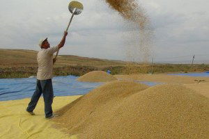 Çeltik Üreticileri: Mahsul İyi, Mazot ve Gübreye Para Yetişmiyor