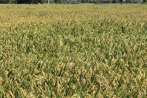 Çeltik Üreticisi, Fiyatı Yeterli Bulmuyor