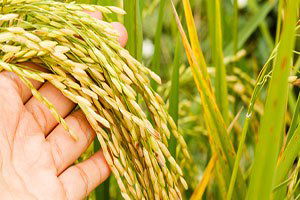 Çeltikte Hasat Yapıldı Alıcı Yok, Çiftçi Kara Kara Düşünüyor