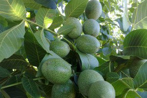 İhsangazi`de Ceviz Yetiştiriciliği