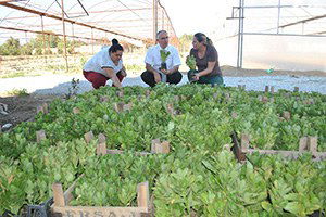 Çiçekler İncirliova`da Yetişecek