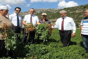 Çiftçinin Yeni Gözdesi `Yer Fıstığı`