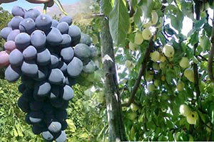 Cimin Üzümü Üreticisinin Yüzünü Güldürdü