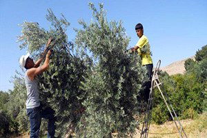 Derik`te Zeytin Hasadı Başladı