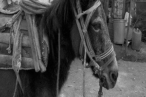 Devletten `Kaçakçı Katırına` Görev