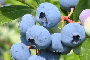 Doğu Karadeniz Bölgesi Üzümsü Meyve Üretiminde Yüzde 3`lük Paya Sahip