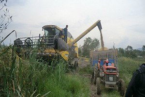 Çeltik Hasadı Devam Ediyor