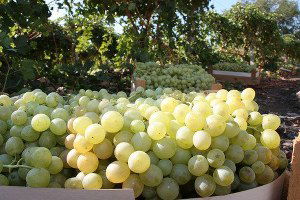 Elazığ`da Entegre Ve Kontrollü Üzüm Üreticilerine Sertifika Verildi