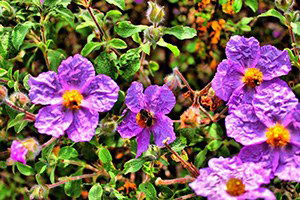 Endemik Bitkilere `Sınırsız` Koruma