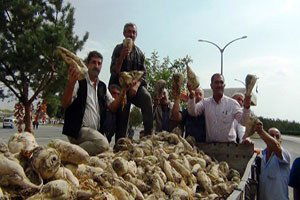 Erciş Şeker Fabrikası`nda Pancar Alım Kampanyası