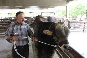 Erzincan`da Esmer Cinsi Damızlık Boğa Dağıtıldı