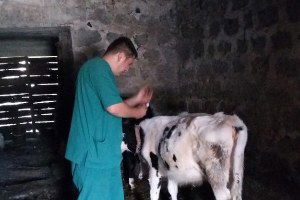 Fatsa`da 2 Bin 245 Büyükbaş Hayvana Şap Aşısı