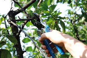 Fatsa`da Fındık Budama Eğitimi