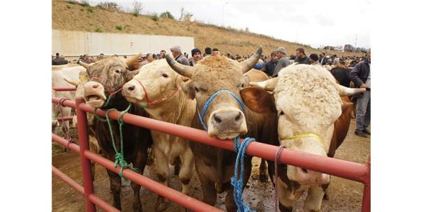 Kastamonu`da İthal Hayvan Krizi Yaşanıyor
