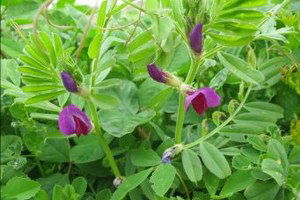 Simav`da Çiftçilere 2 Ton Macar Fiği Tohumu Dağıtıldı